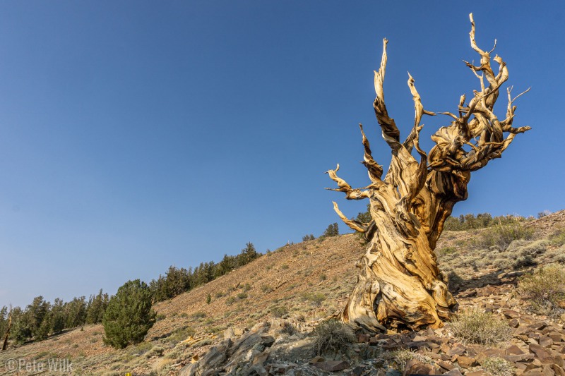 This area has the oldest living things on the planet.  While often dead looking these trees have have some live branches on them.