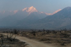 Morning dawned smoke, not from the obvious fire remains here, but from other fires north of here, perhaps the Dixie fire.