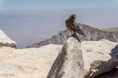 Summit bird scrounging for food.