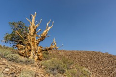 This tree is over 4,000 years old or approximately the same age as the oldest pyramids in Egypt.