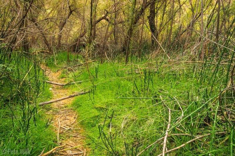 This section a little away from the river had the greenest grass.