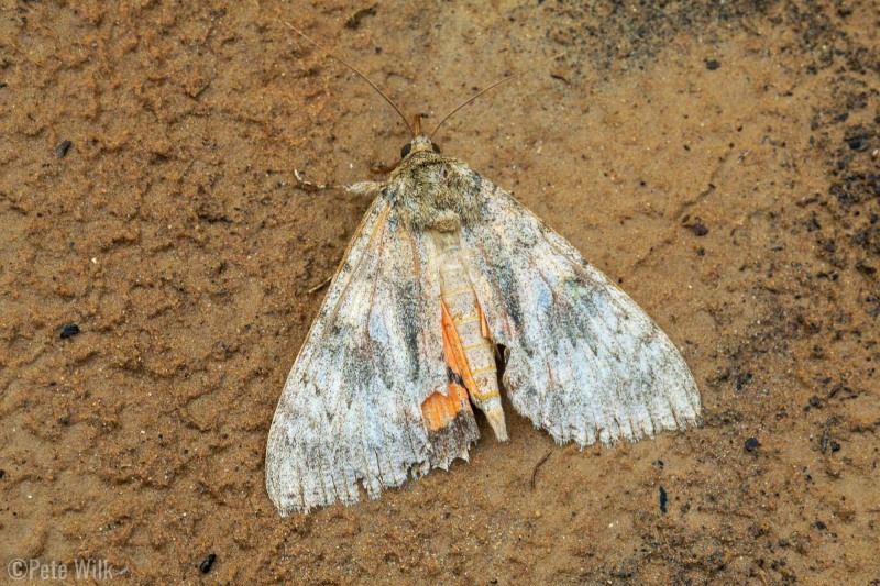 A large moth taking a break on the sand.