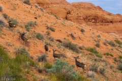 Some mule deer having breakfast.