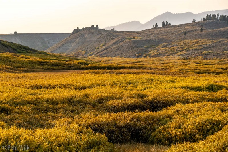 Much of the bushes have turned gold, even more accentuated by the setting sun.