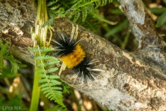 An interesting caterpillar I spied during our descent.
