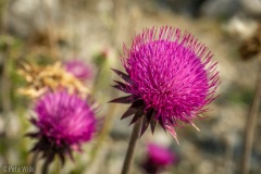 It was passed wildflower season, but there were a few flowers here and there.