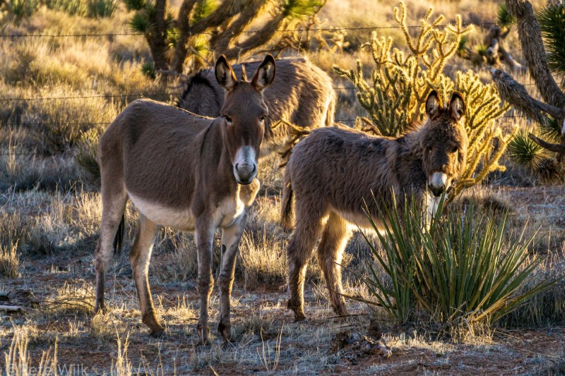 I've been going to Red Rocks for over a decade and always see the road signs on Rt. 159 for the wild burros, but never saw them.  But this trip we did!