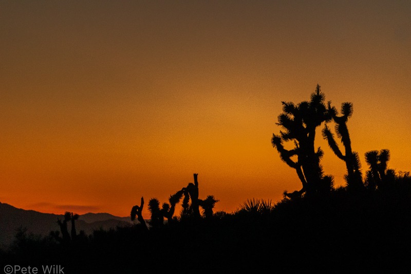 Desert sunset and joshua trees.