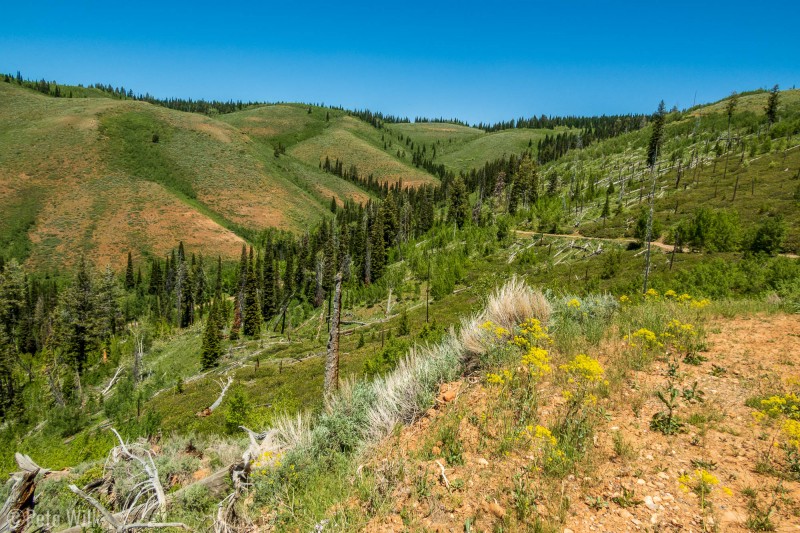 Some beautiful forest and meadows on this section of the road.  You can just see the road coming in from the left side in the trees at the bottom of the drainage.