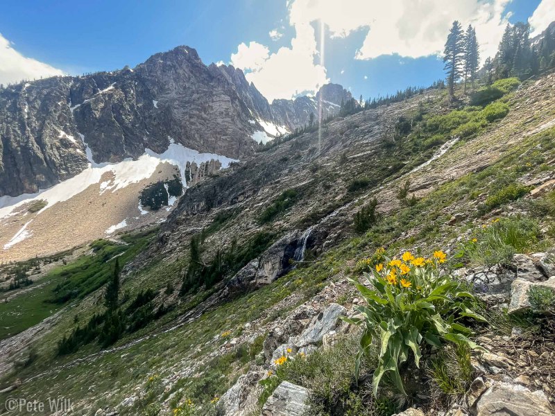 Wildflowers were bloom.