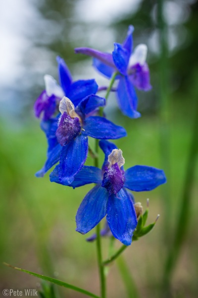 More wildflowers.