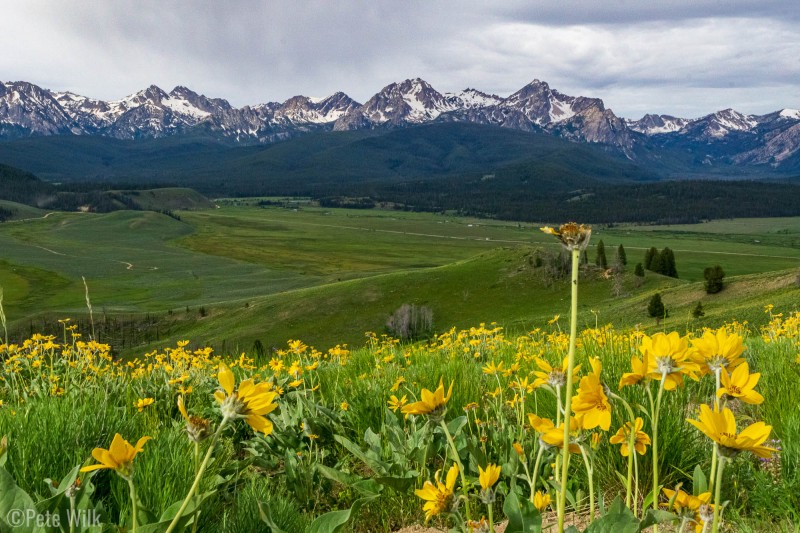 More wildflowers going off.  This was the first time I'd been to this vantage point of the range.