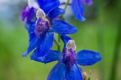 More wildflowers.