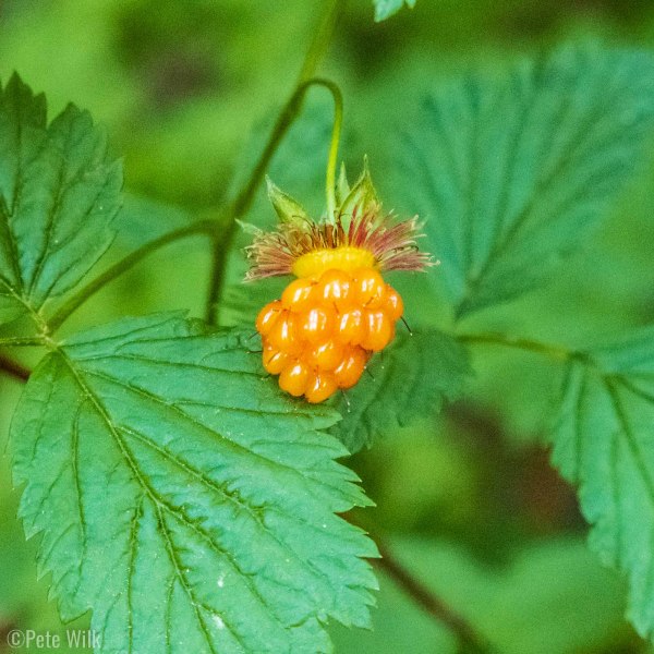 Along the trail there were salmon berries.  Most were not ripe yet.