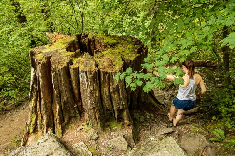 An enormous stump at the base of the wall at Index.