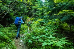 The PNW lives up to its lush reputation.  The trail into Boston Basin is an unmaintained trail which is quite dense at times.