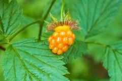 Along the trail there were salmon berries.  Most were not ripe yet.