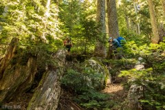 The forest was fantastic, at least on the way in.  On the way out it was a hot, breezeless, fly infested march back to the van.