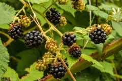 Tasty blackberries.