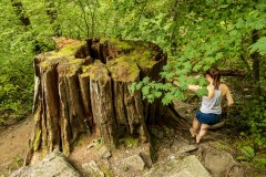 An enormous stump at the base of the wall at Index.