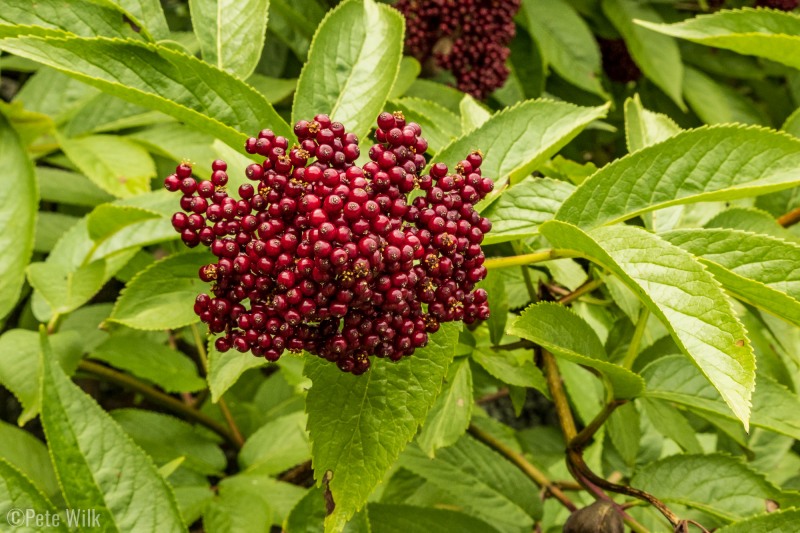 Some interesting berries along the trail.  We didn't partake.