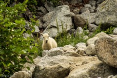 On the slog up Aasgard Pass we saw a mother and baby mountain goat.