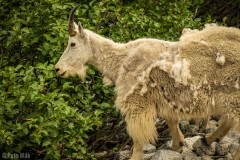 Mama goat still shaggy from the winter.