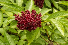 Some interesting berries along the trail.  We didn't partake.