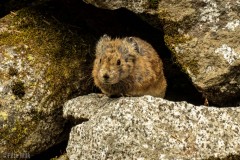 A fuzzy pika much lower down than I would have expected.  He was fairly calm with us being so close.
