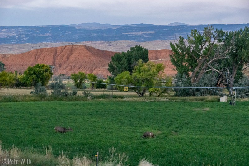 Deer eating in a field next to the Tensleep Brewery.
