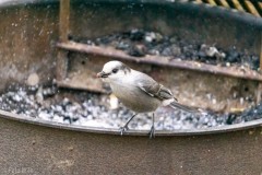 This bird and its friend sifted through the fire pit in the morning to get some of the leftover sausage bits we'd thrown in there.