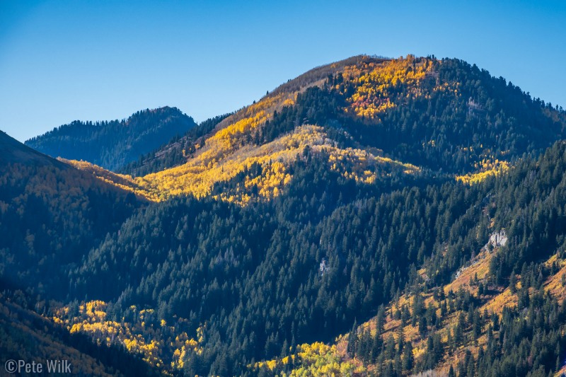 Blazing aspens.