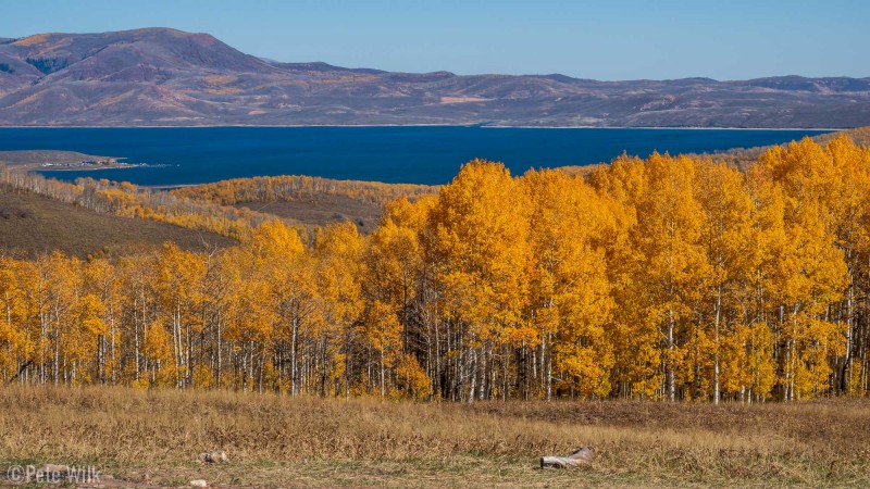 The east coast has more colors and more mixed colors, but they don't have a whole stand of aspen in golden yellow.