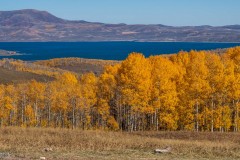 The east coast has more colors and more mixed colors, but they don't have a whole stand of aspen in golden yellow.