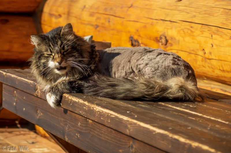 Beaver rocking his summer haircut.