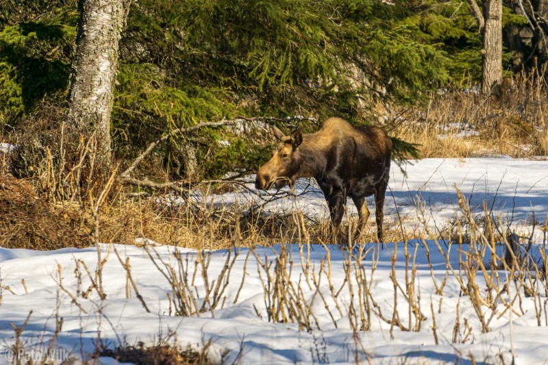 The only traditional AK wildlife I've seen in my three trips to AK.