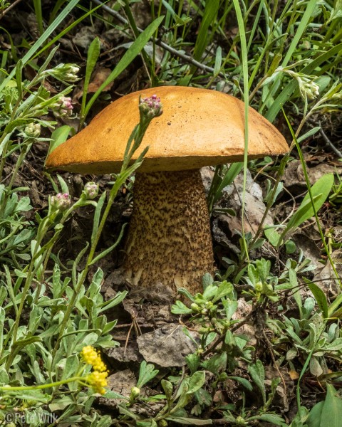 Another large mushroom.