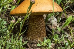 Another large mushroom.