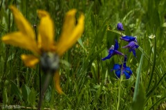 The wildflowers were in full bloom.