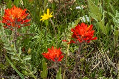 Indian Paintbrush.