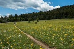 More wonderful meadow running.