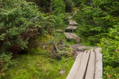 Planks across the bog.  Wet trails for the duration of the 19 miles.