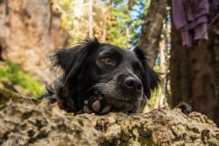 Crag dog.