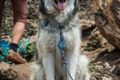 Another crag dog.