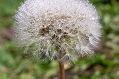 Morning dew on a dandelion.