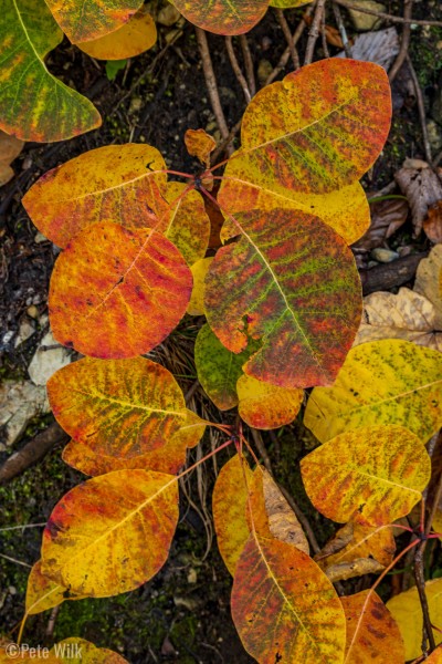 While most of the leaves weren't exceptional, there were patches here and there that were pretty nice.