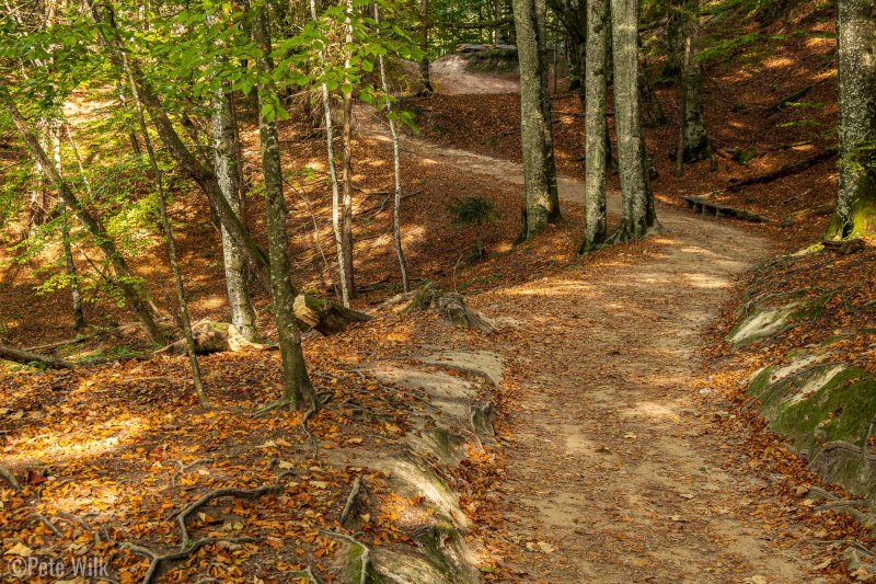 Lovely trail leading through the forest.  The park was quite busy despite being a Friday.  I was lucky to time this shot to avoid anyone in it.