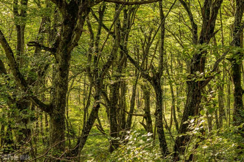 Wonderful forestes in Plitvice Lakes National Park.