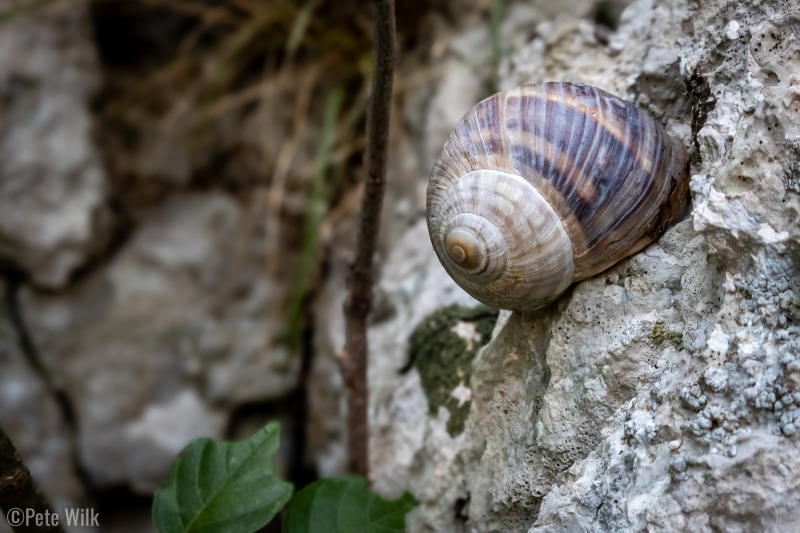 Lots of different types of snails on the limestone in Croatia.  This one was a little smaller than a golf ball.  There were many others that were tiny pointy spirals.  All of them were dormant until the rain day, when they came out.