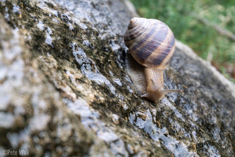 After the rain the snails all came out.